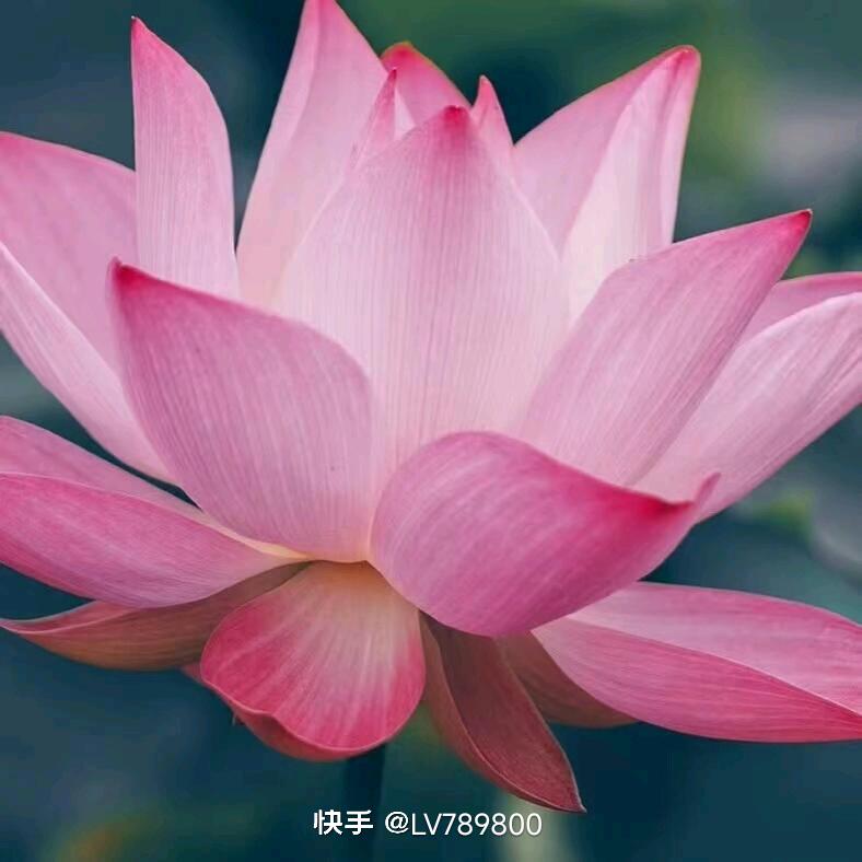 彩霞