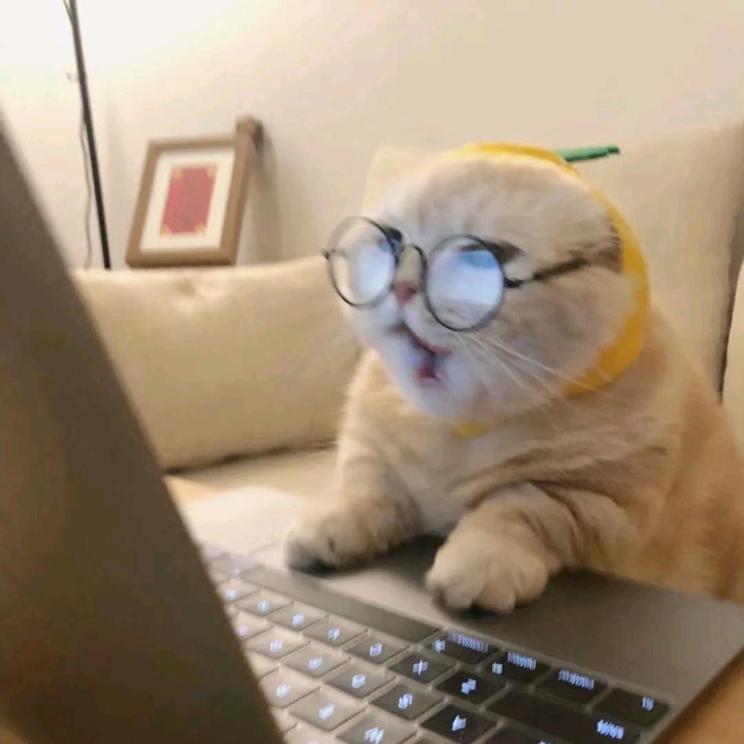 起司吐司猫