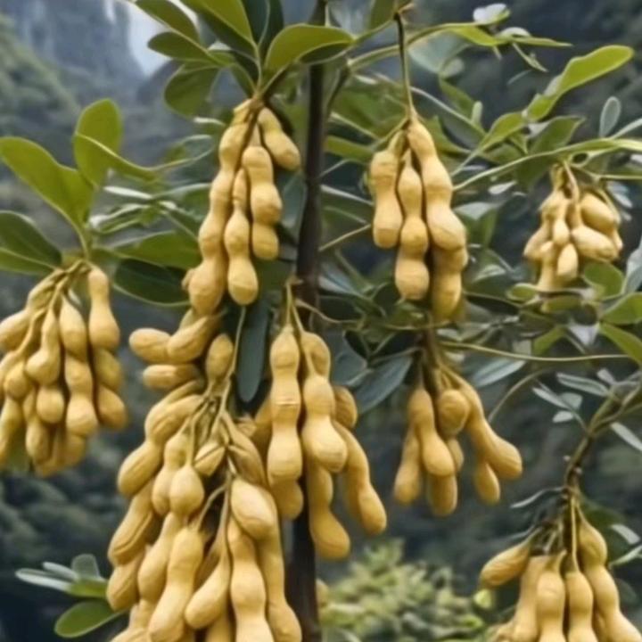 喝丢一只鞋（city walk ）