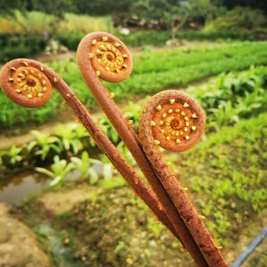 芳芳好物