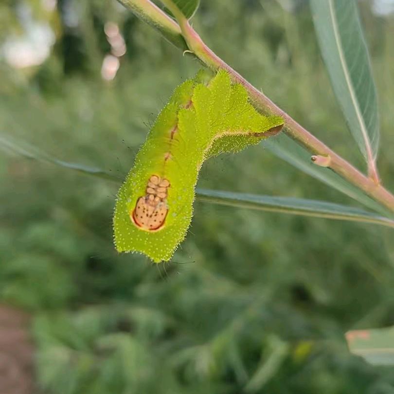 茗旭@蒿柳养蚕  技术推广