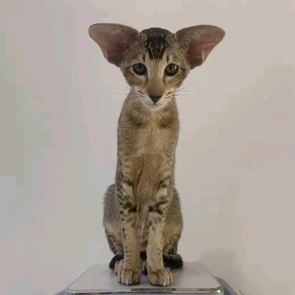 重生之我在大疆租黄交