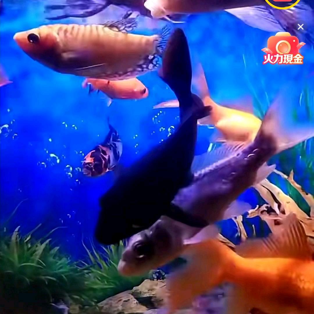 我就是我10990
