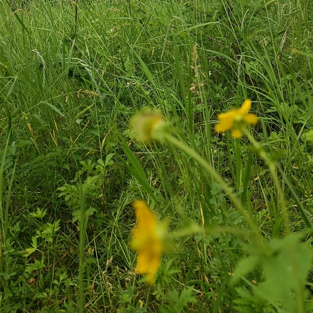@  婉歌