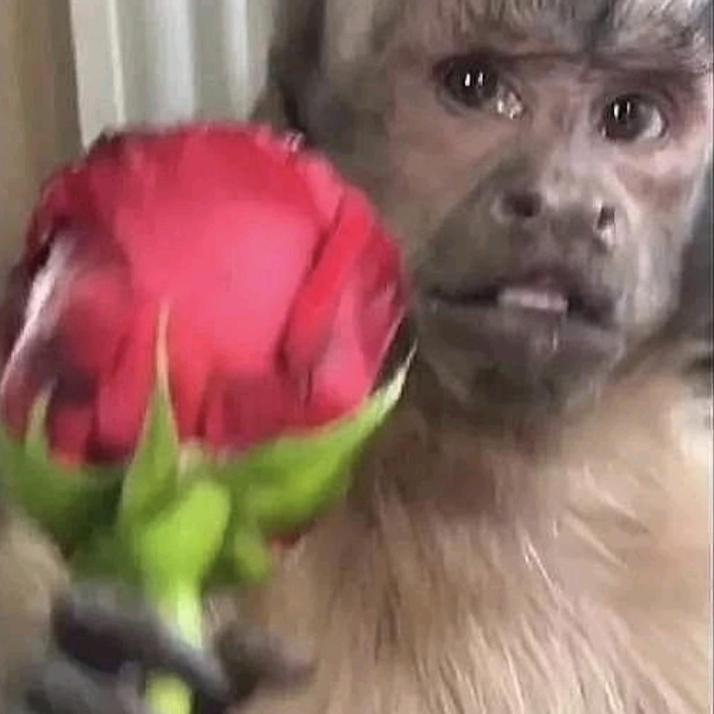 偷心盗贼