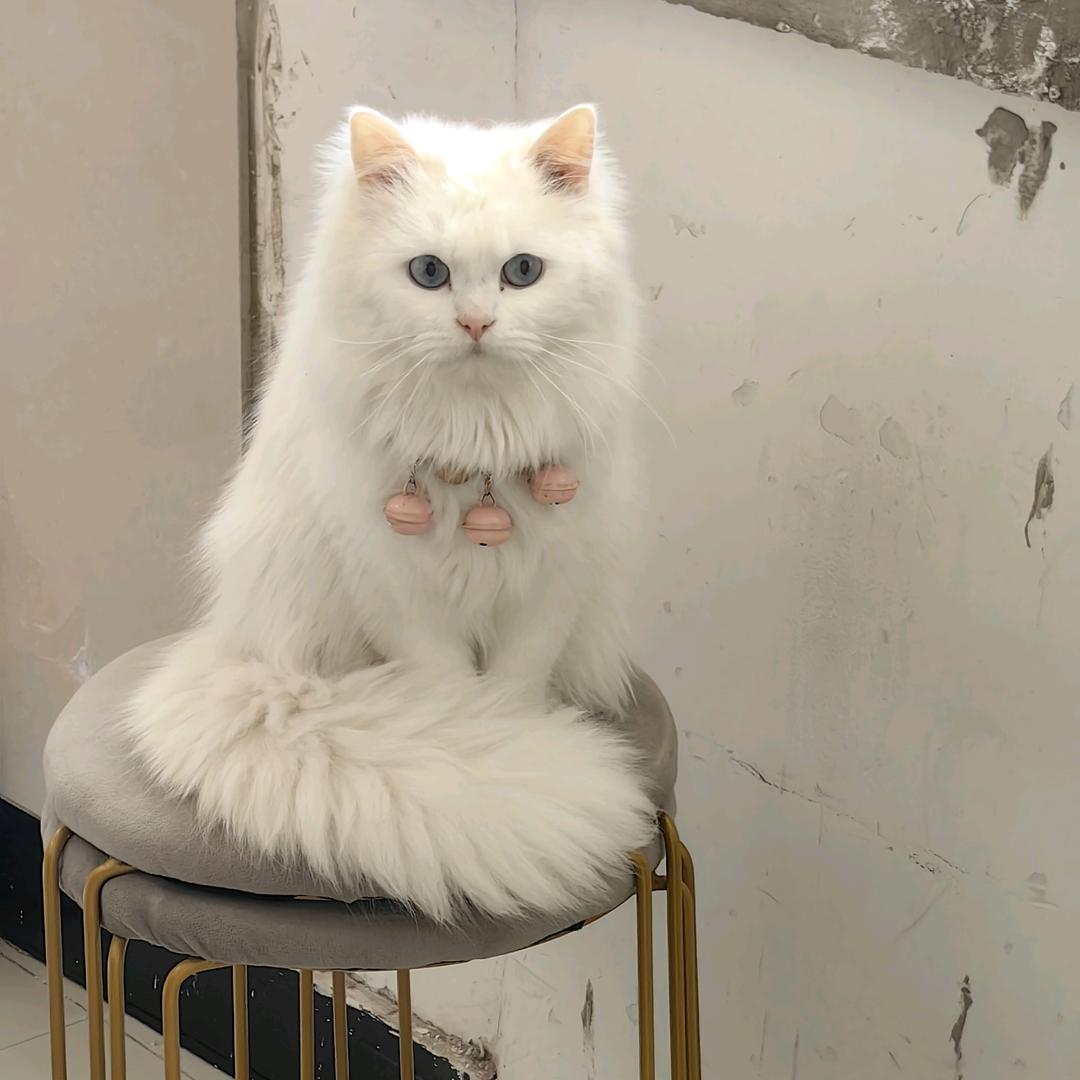 家有招财猫十五