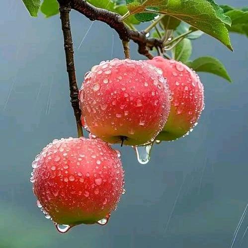 雨诗
