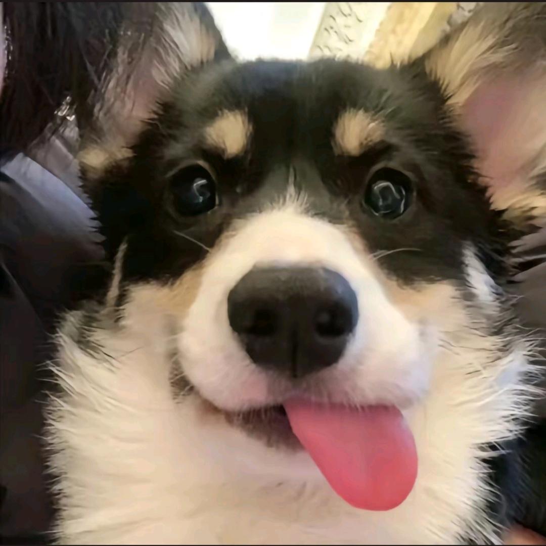 给给力