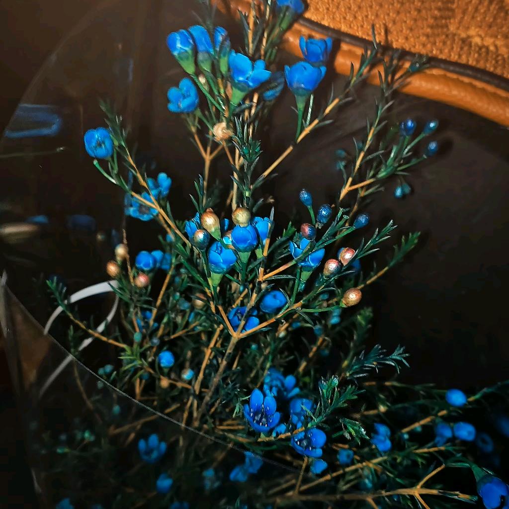 静花寒🌸