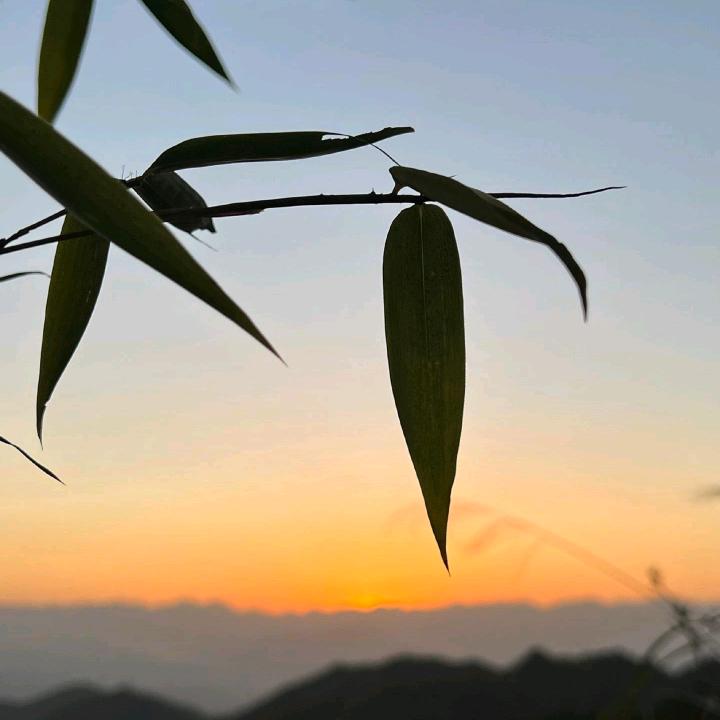 向阳🌻