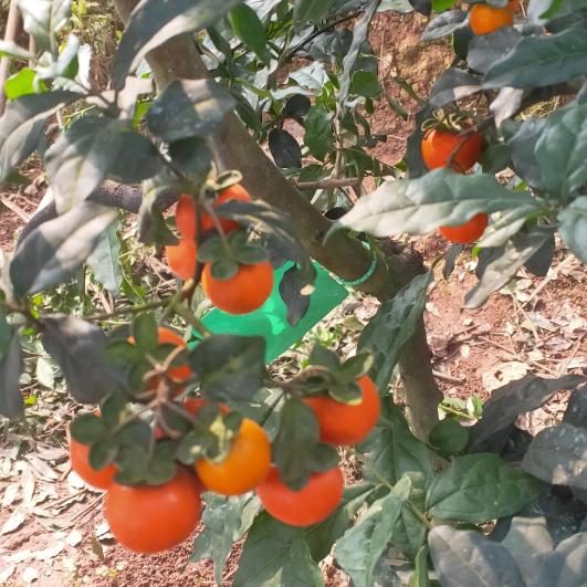 陈诚付出金彈子