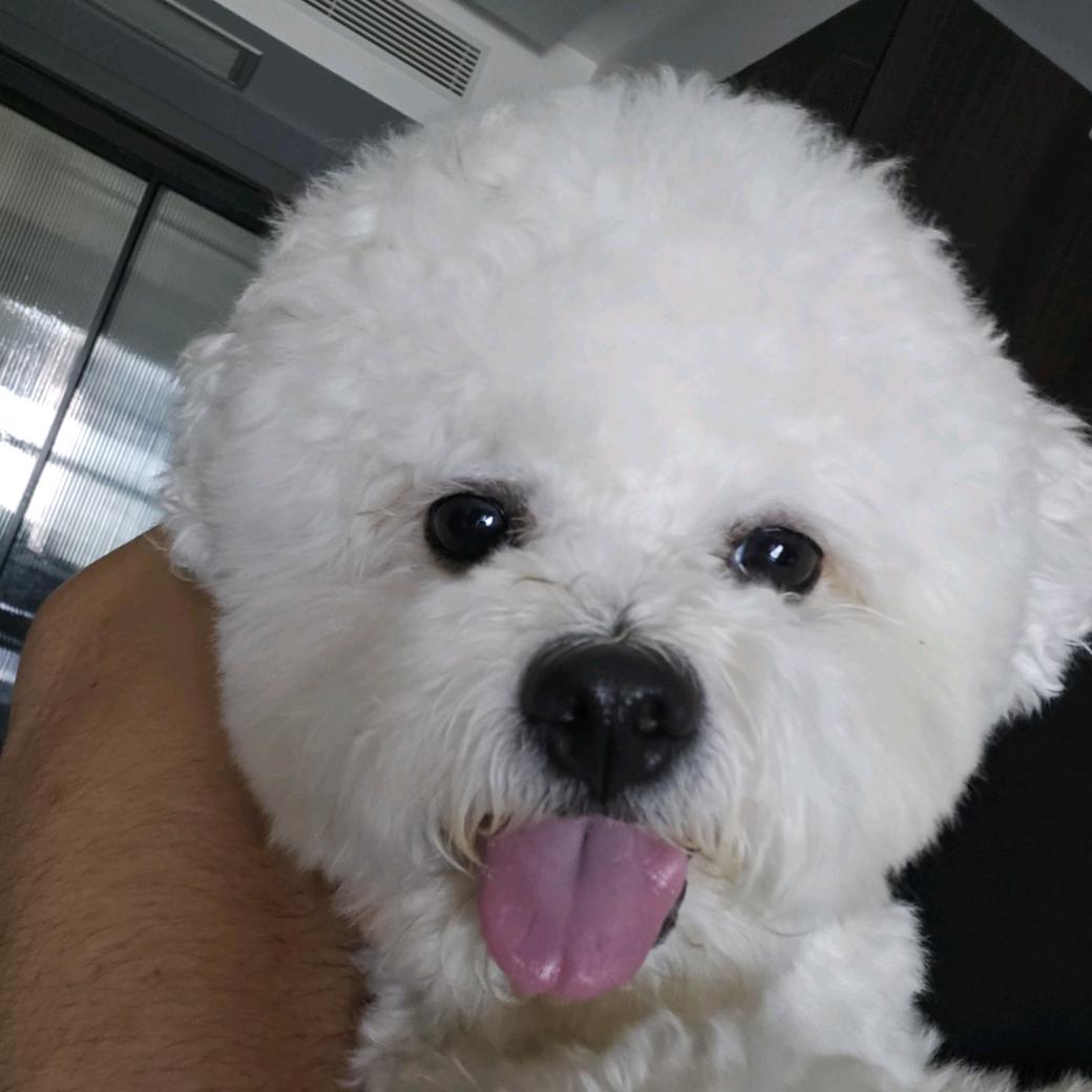 小熊姜仔
