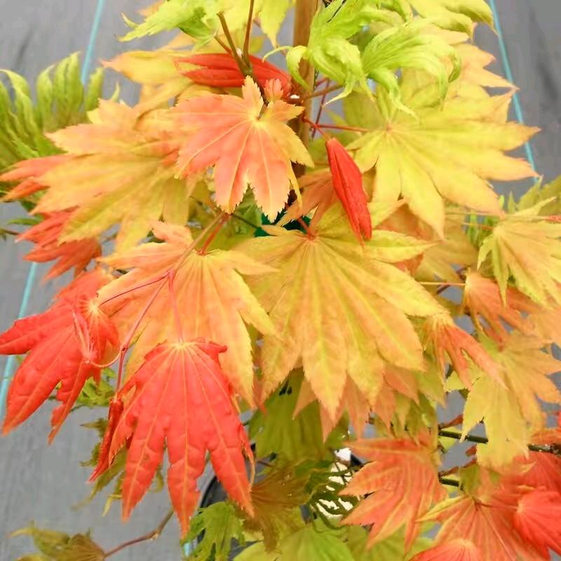 品种枫种植基地