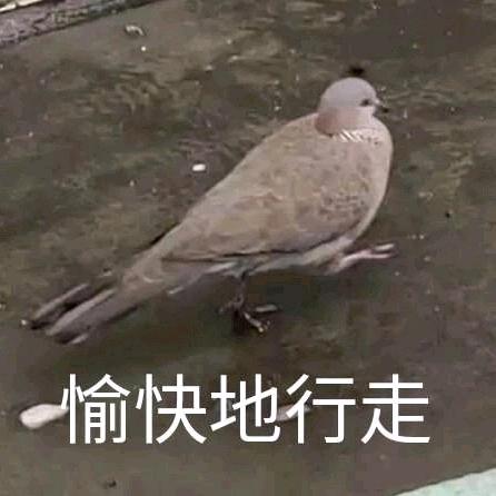 珠颈斑鸠