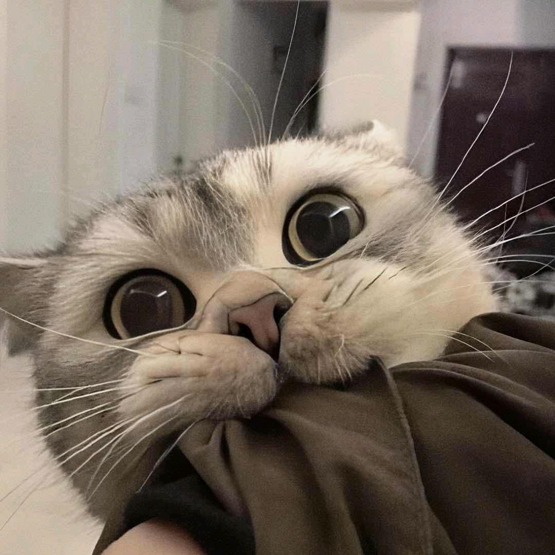 番茄酱先生
