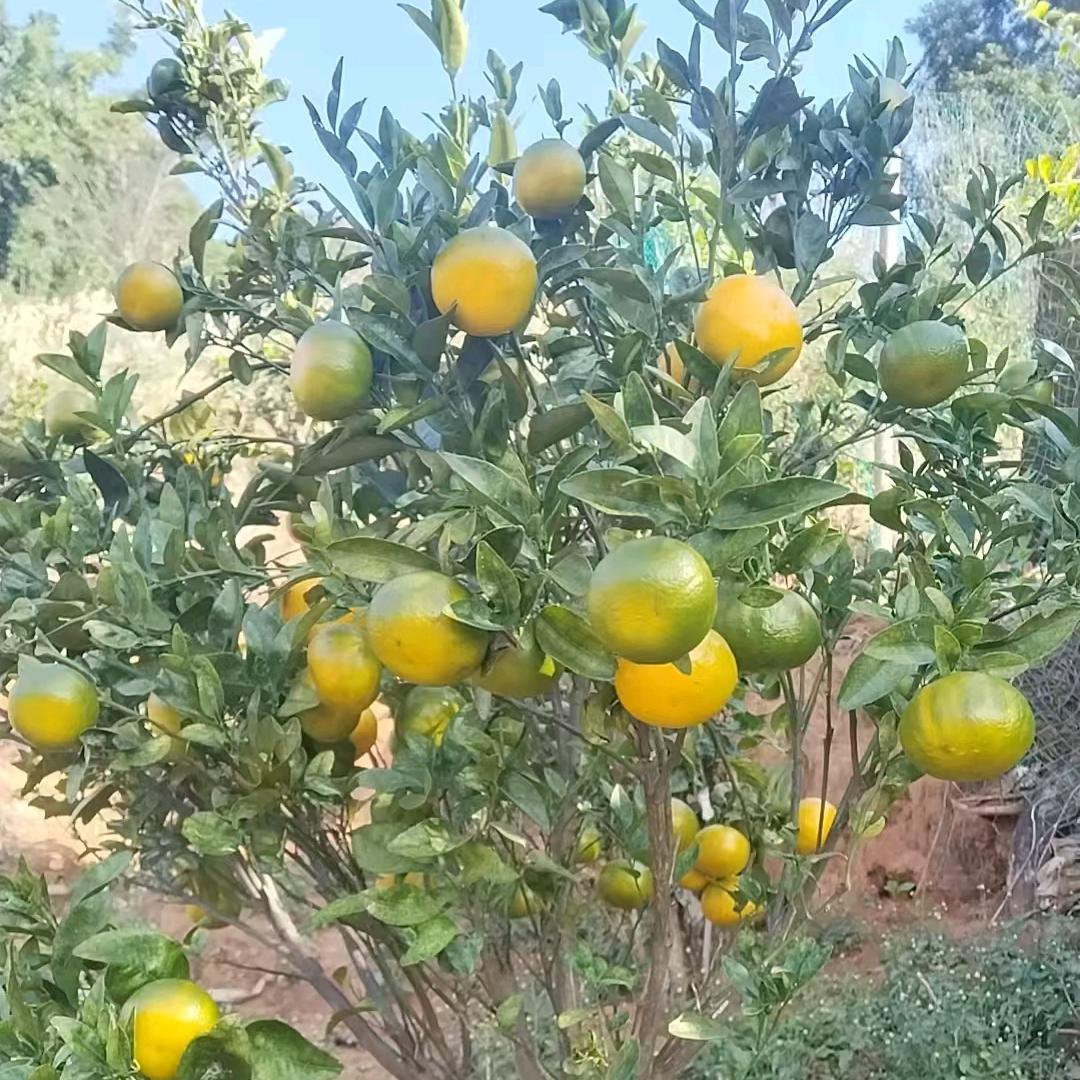 @月亮上的小熊