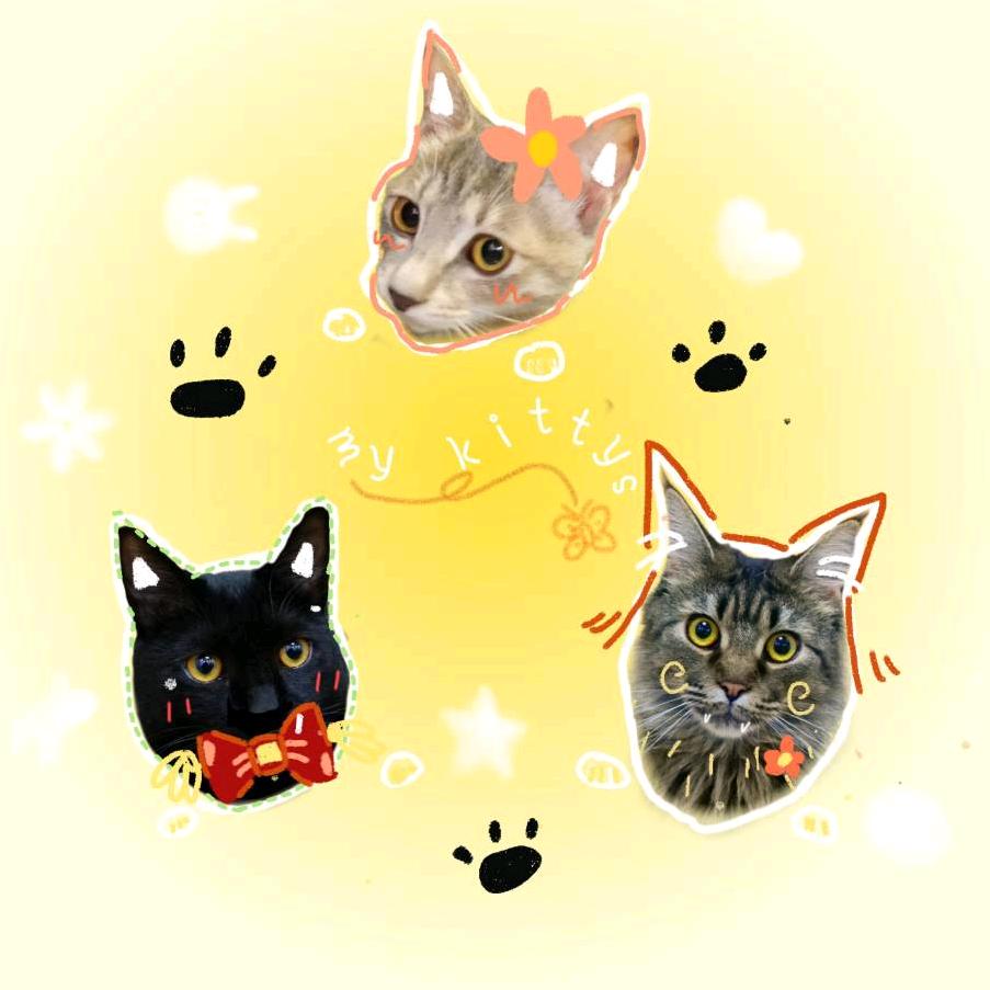 派派是只猫