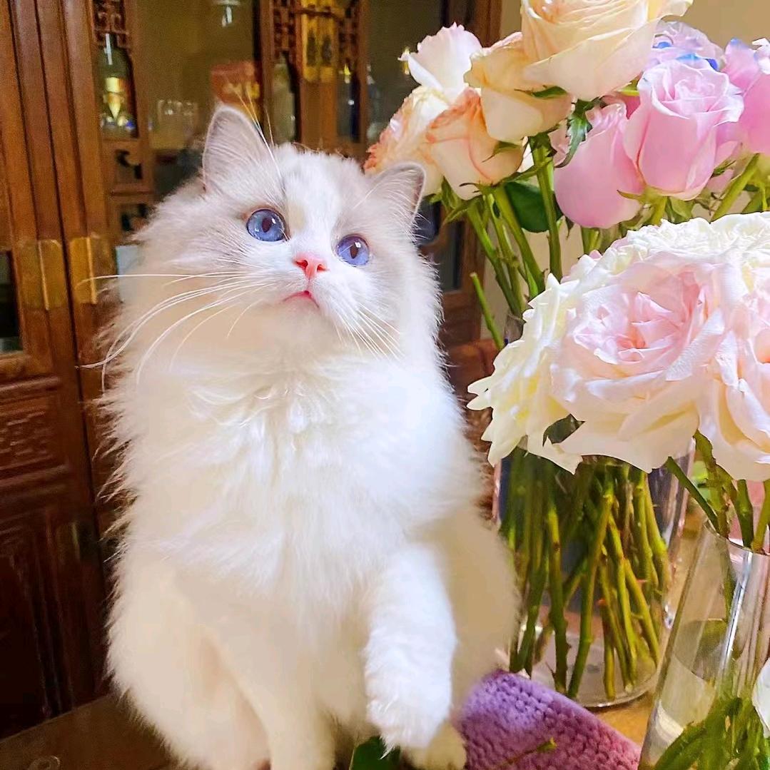 吉林  缘 猫舍