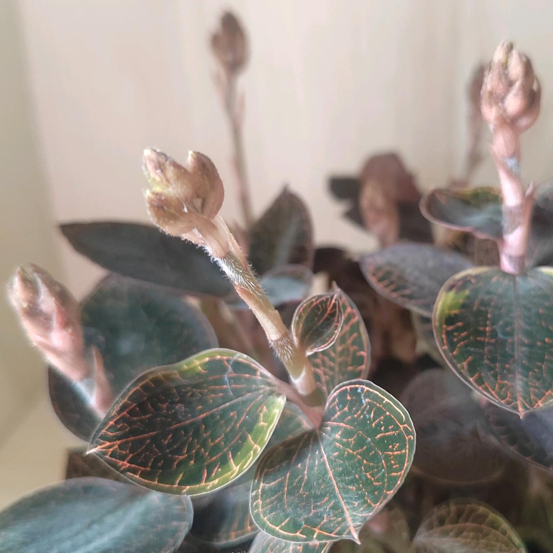 金线莲