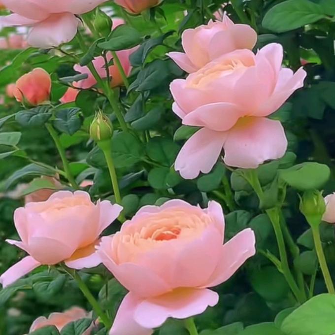 ❤️平凡的人生❤️