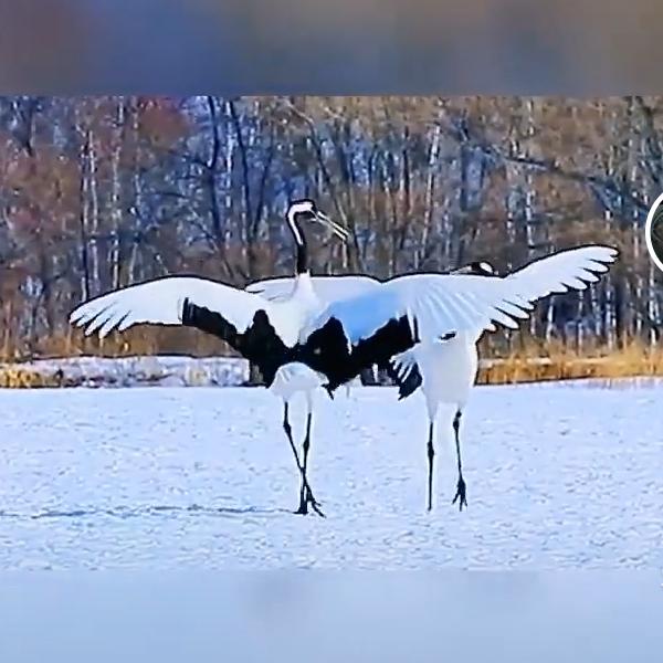 夜夜有星☞星伴夜夜……