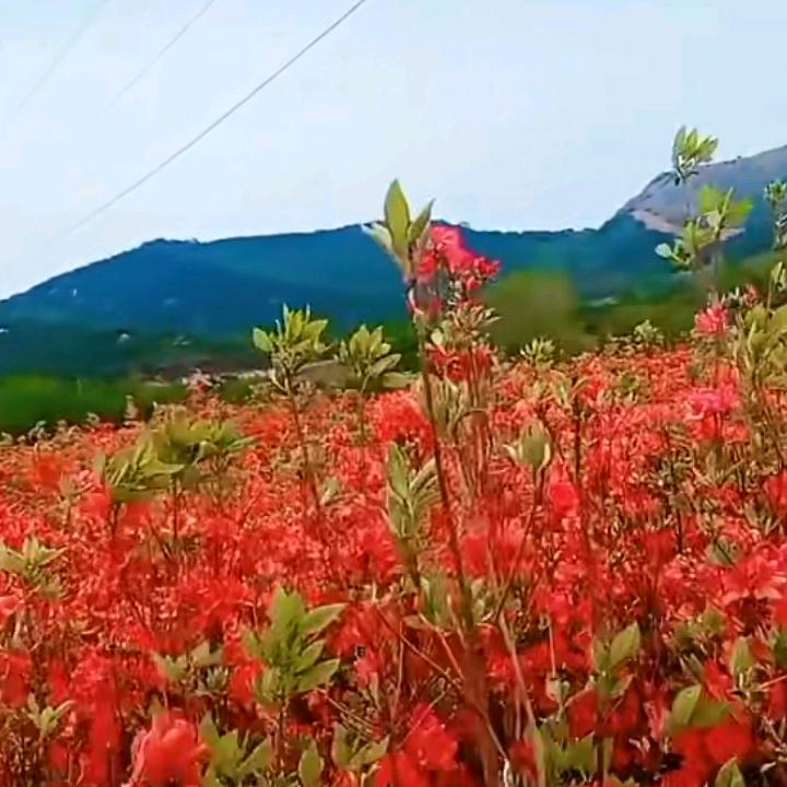 洪英