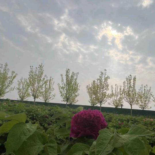 动感二一馨悦