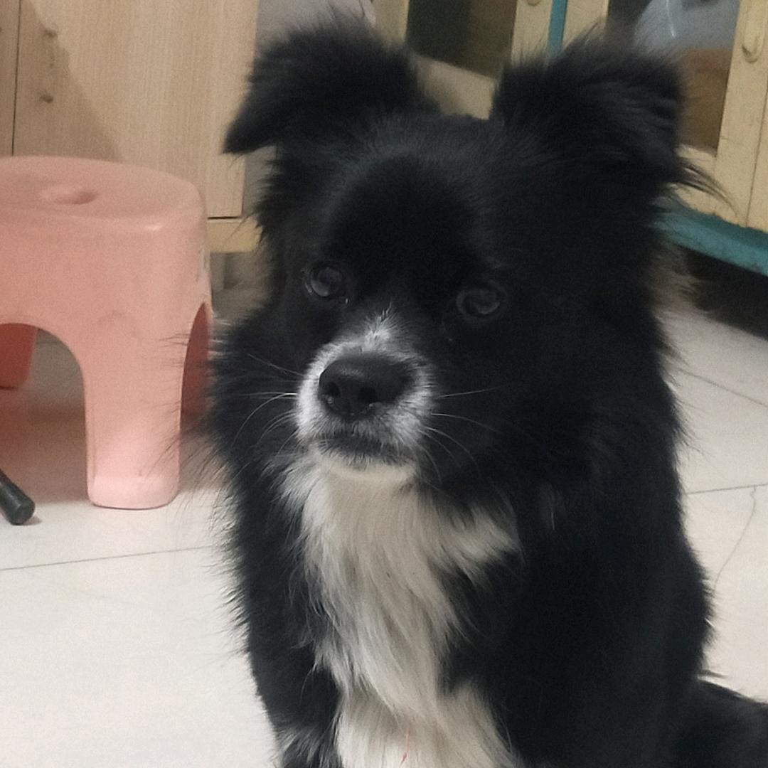 小豆豆