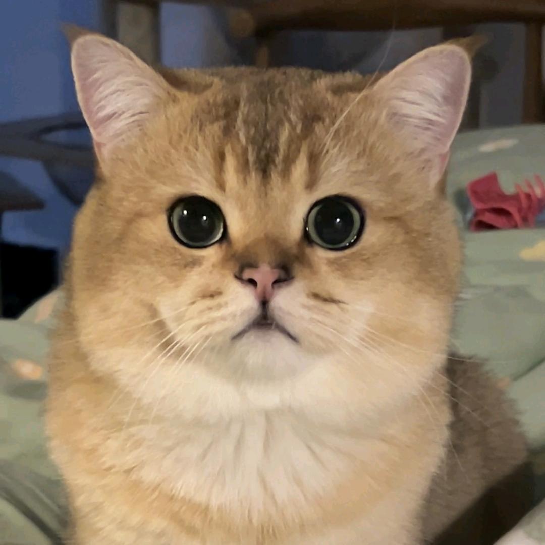 少爷