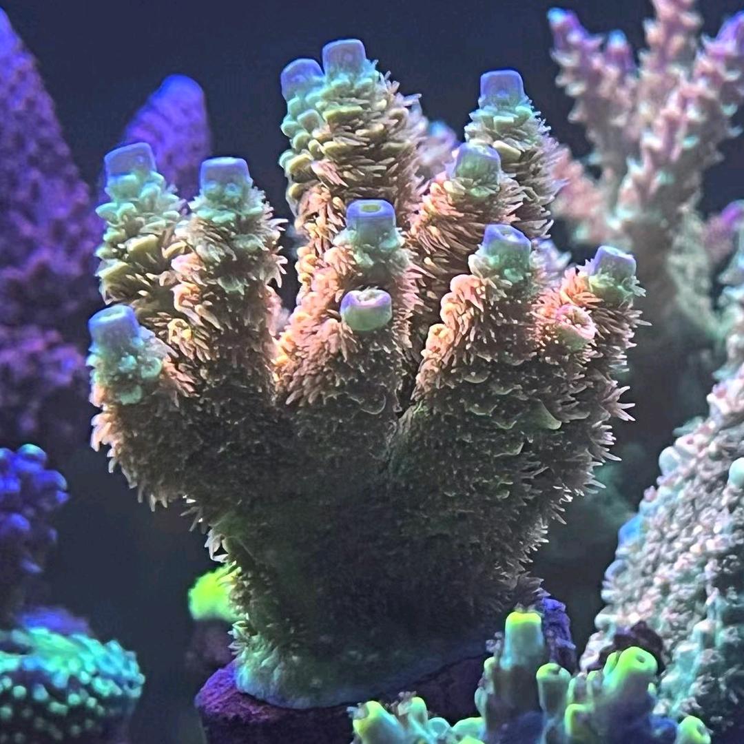 海缸热爱者