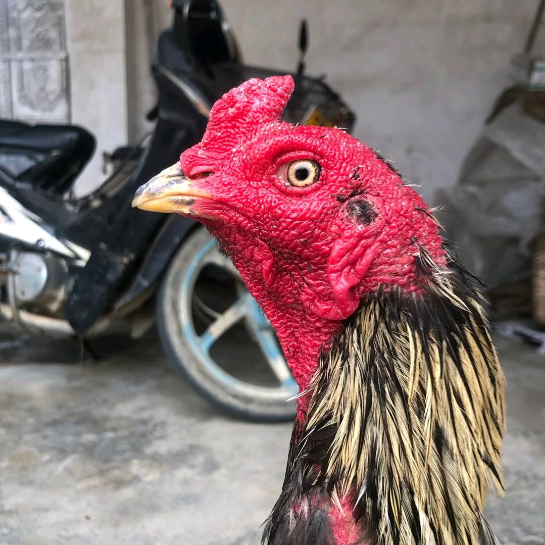 jii🐔