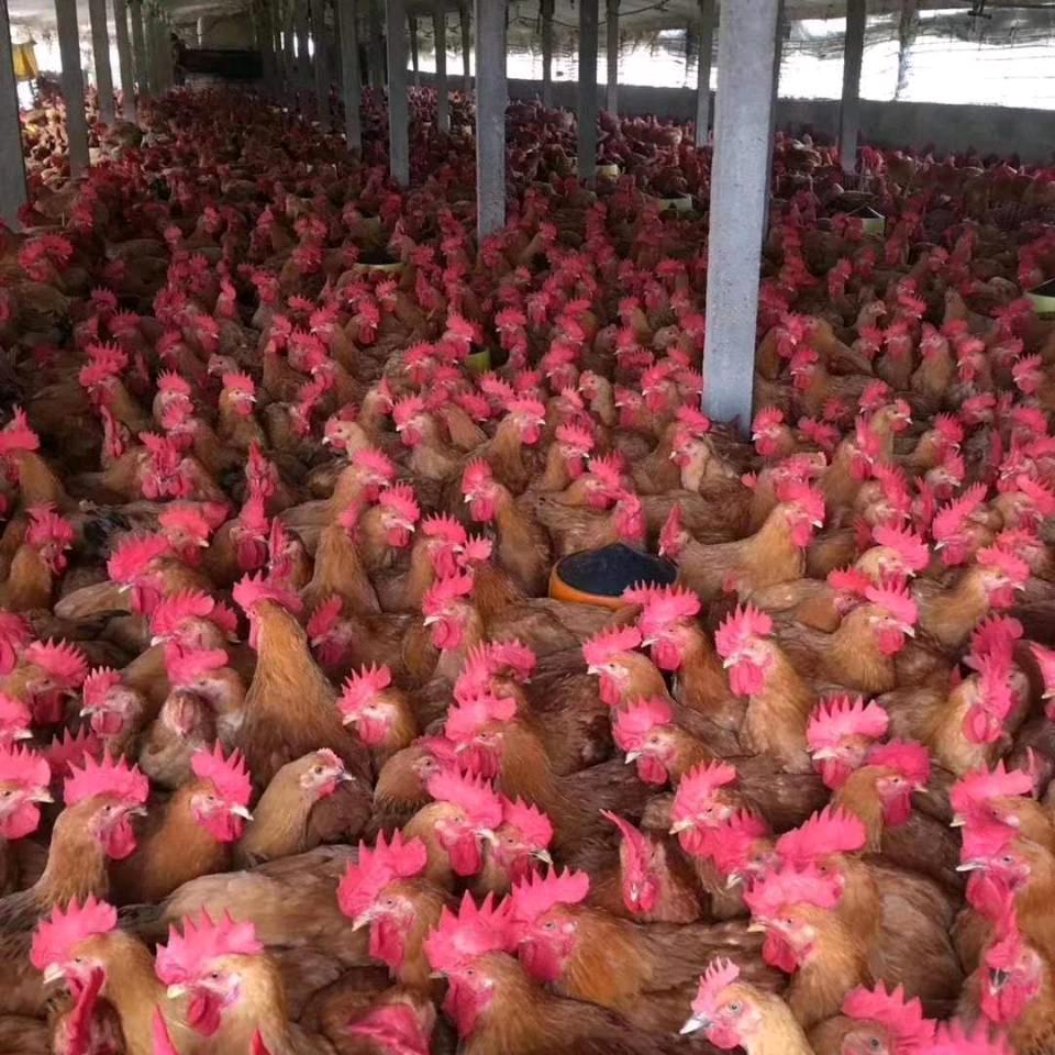 ( ㊖ _ ㊖ )天下没有免费的午餐ᕱᕱ