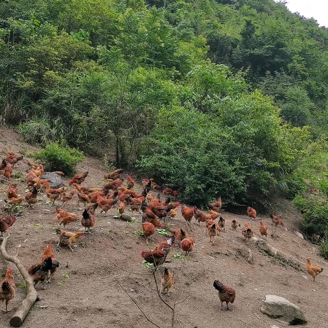 贤友生态种养基地