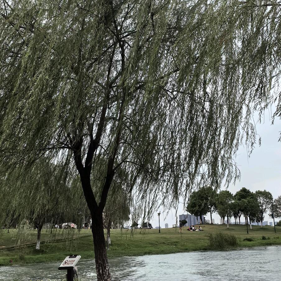 .香水有毒.