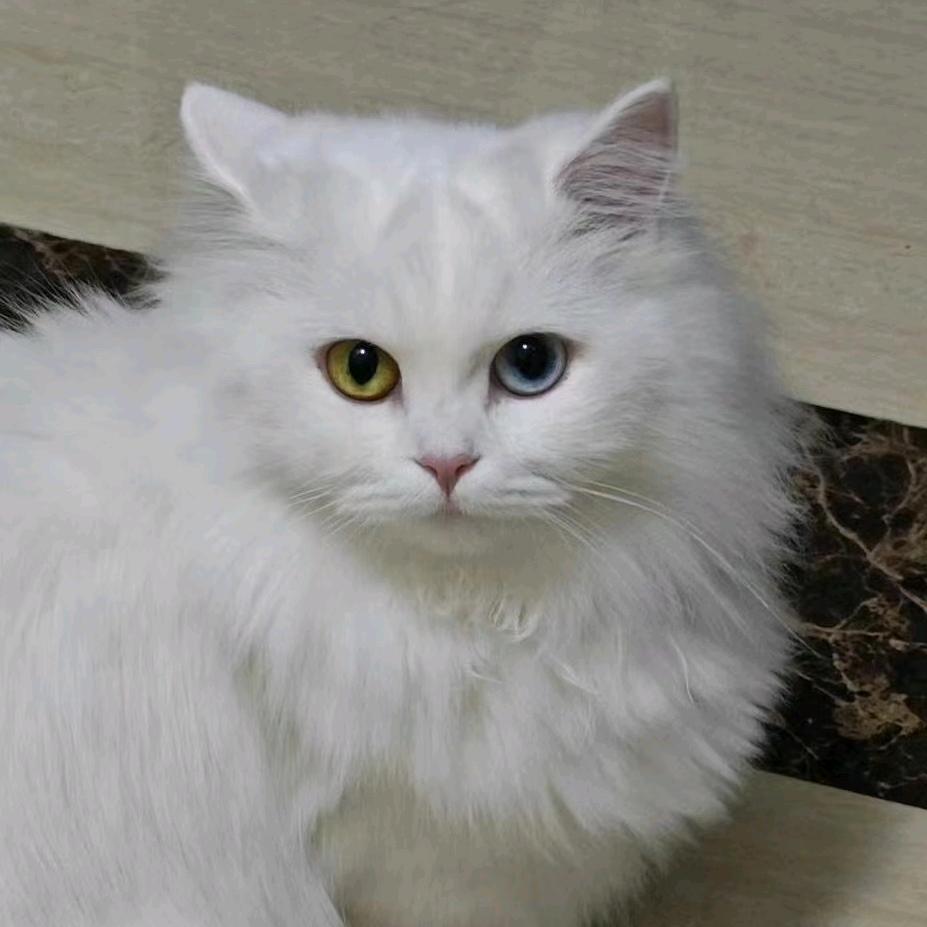 临山 望湖 遮阳 迎风