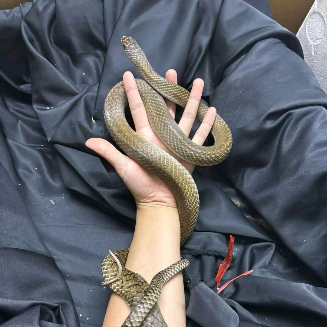 小鹭特种养殖🐍