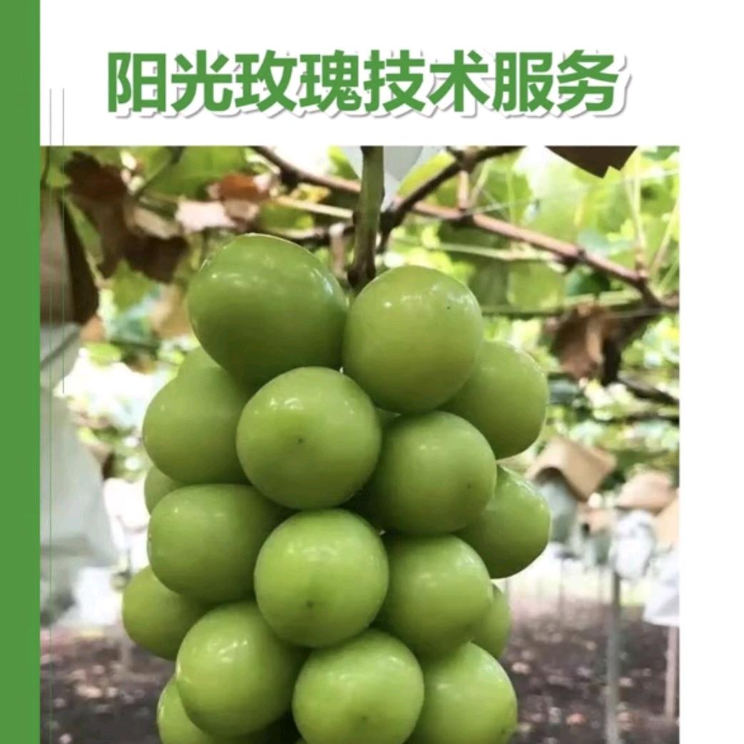 九五杨老师技术服务