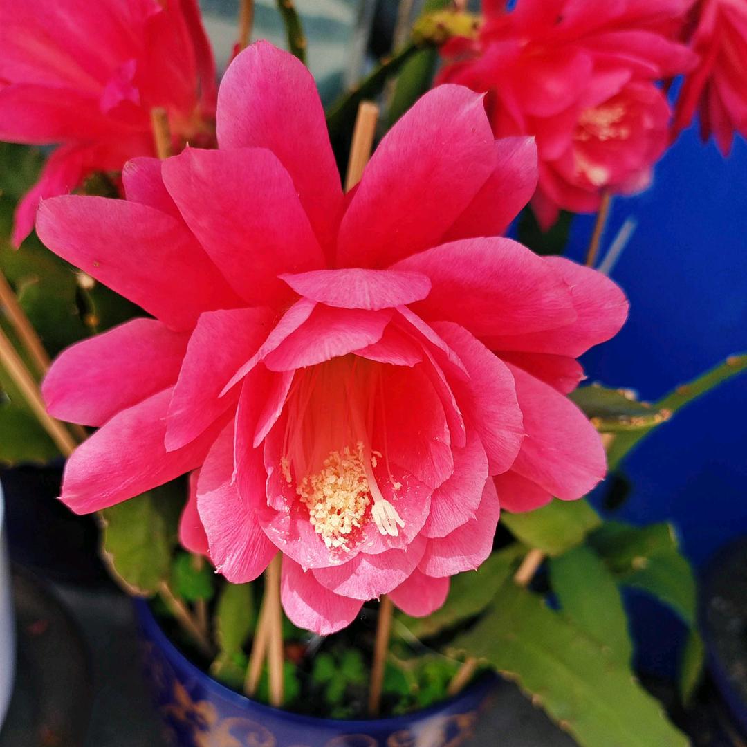 夜空中最亮的niv5