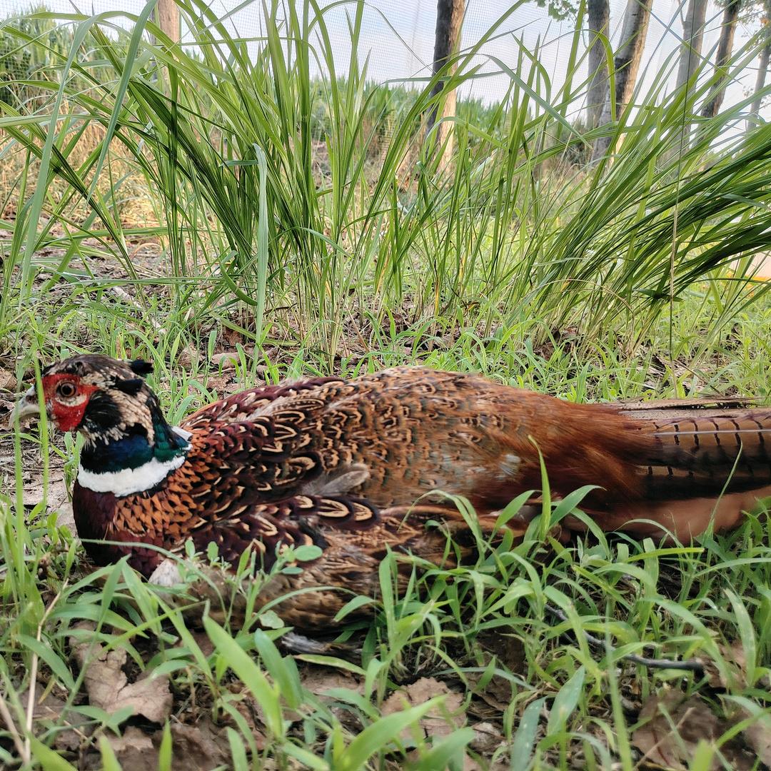 秀秀生鲜农产品