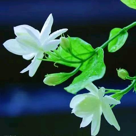 小小茉莉花