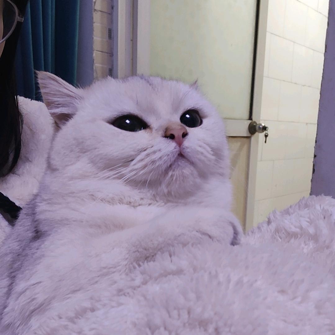 一只忧郁的喵桑