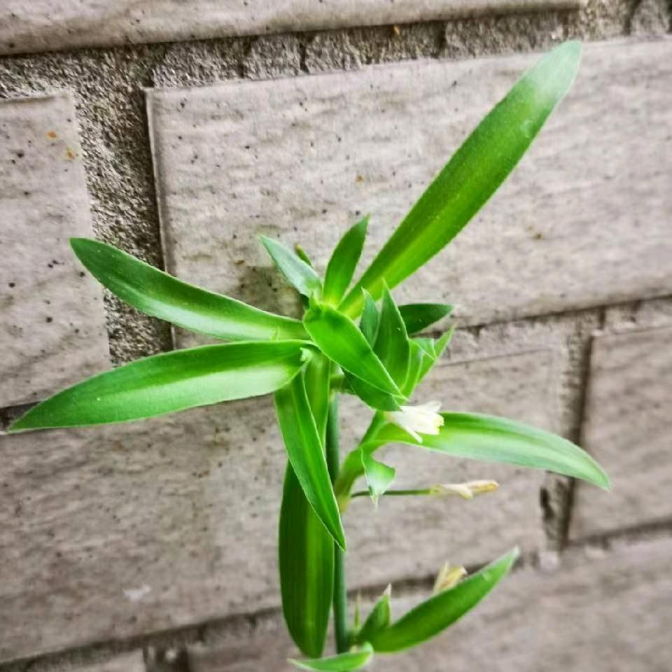 涤尘云水