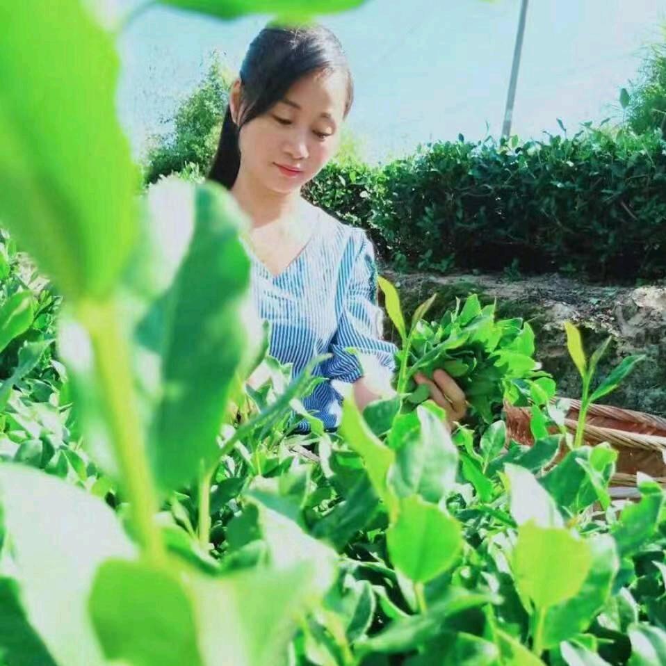华语茶行