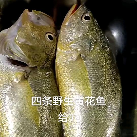 老三爱抓鱼