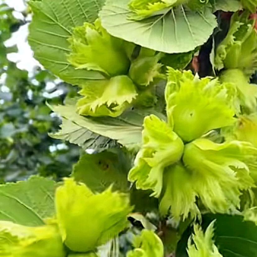 臻爱缘互联网农副产品市集