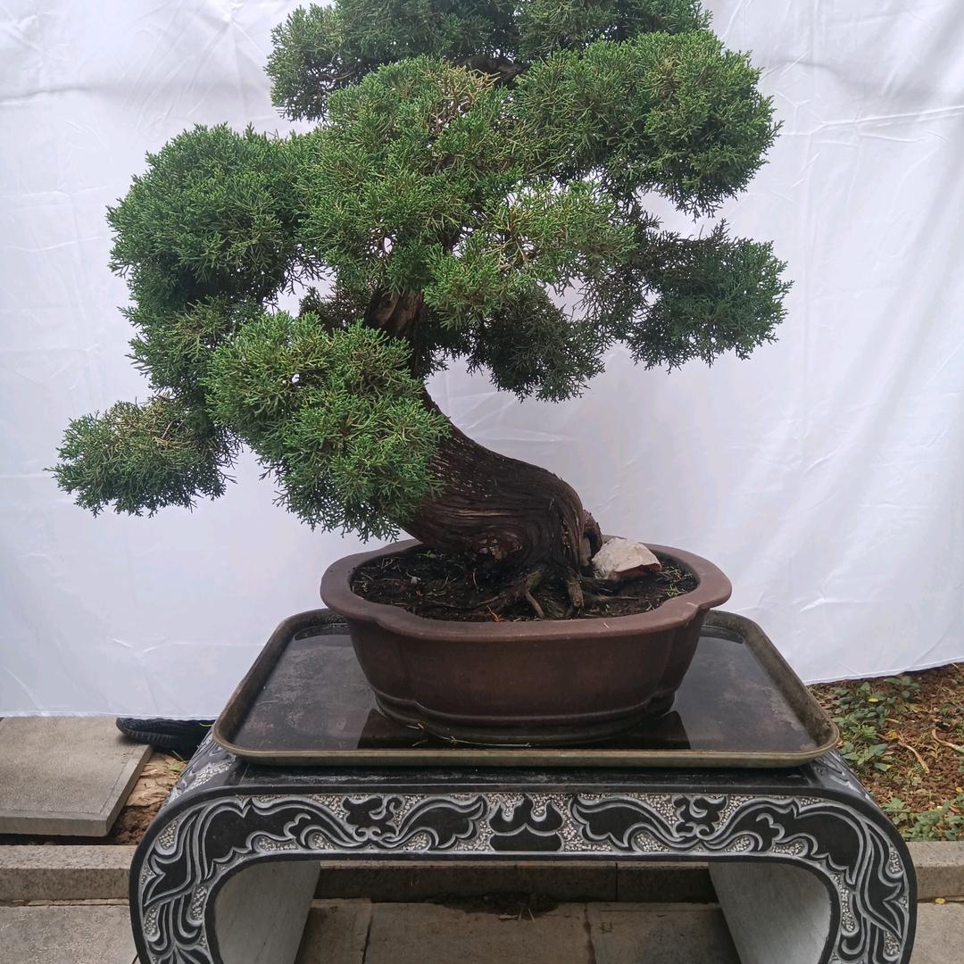 焦豫鲁
