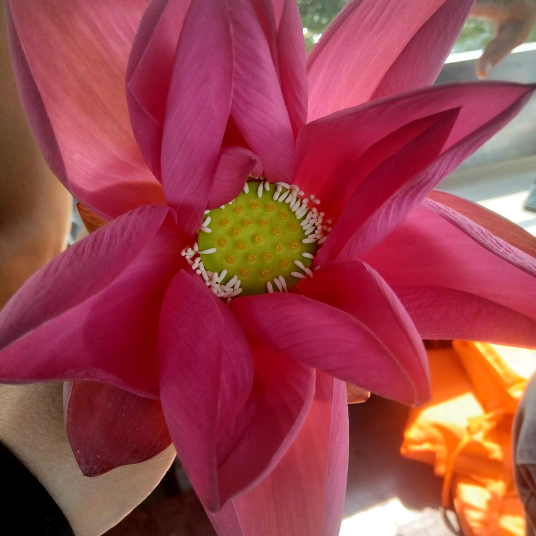 化稍营青春鼓舞队峰峰招学员