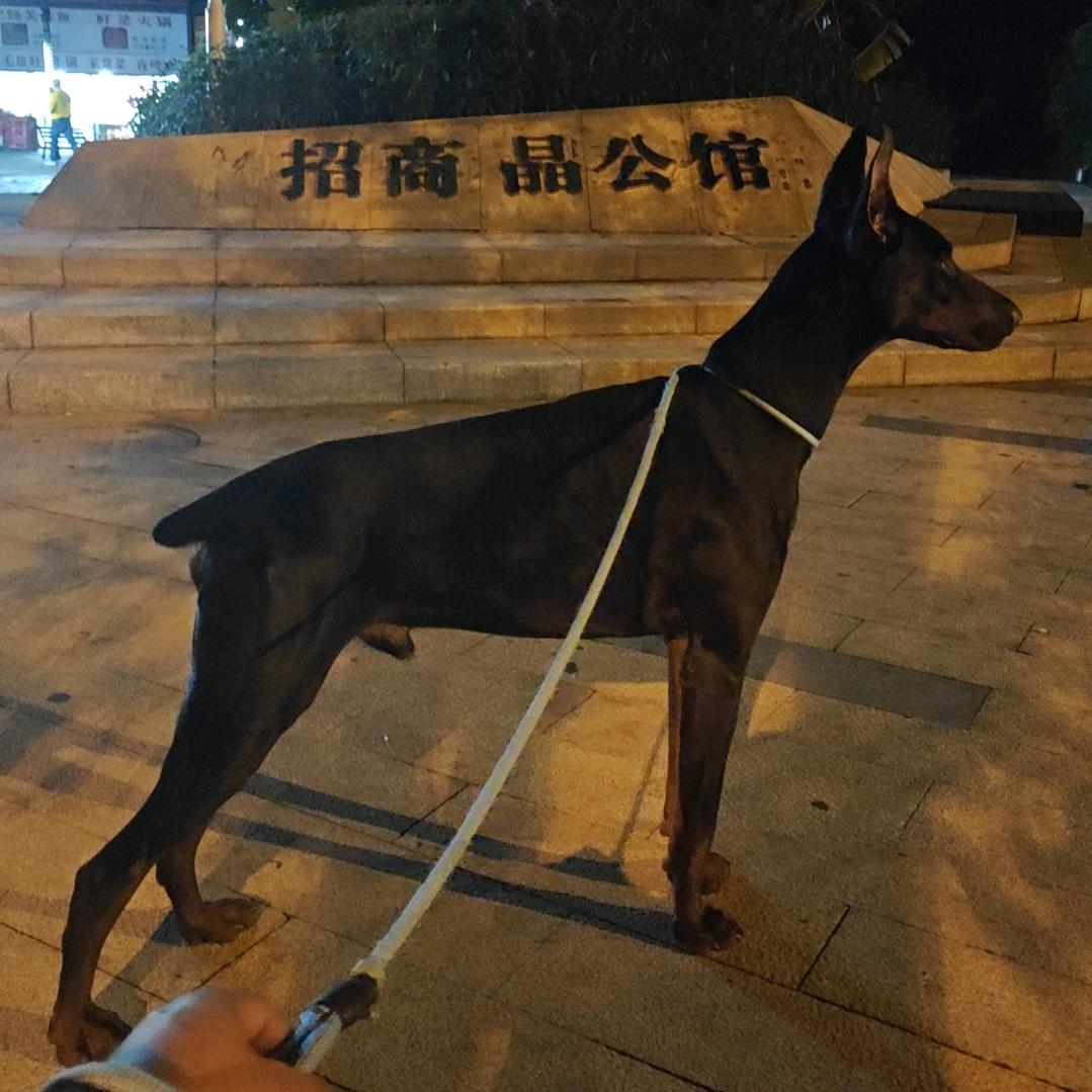乌鸦哥欢乐多
