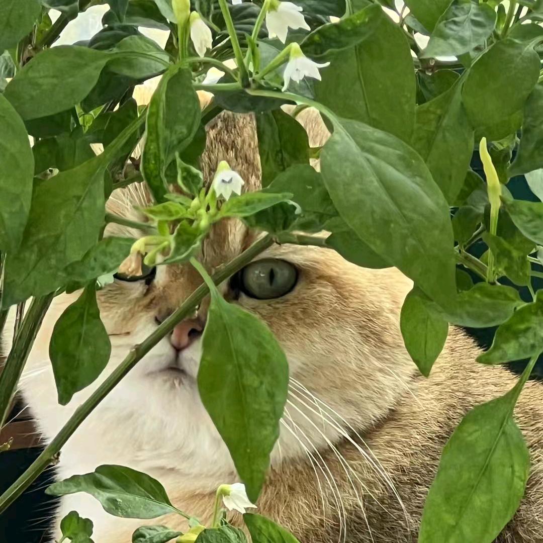 程程