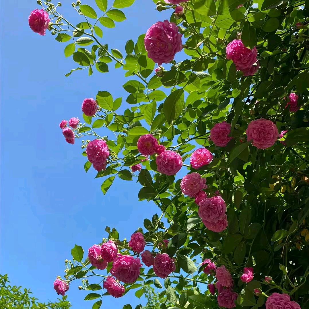 平安是福